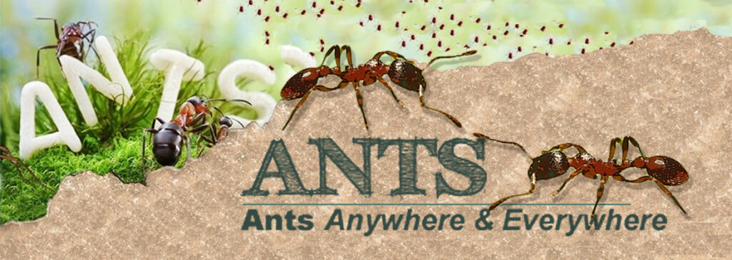 ants pest control 